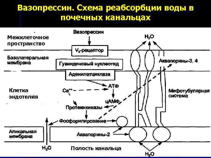 Синтез окситоцина схема