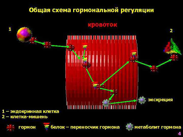    Общая схема гормональной регуляции       кровоток