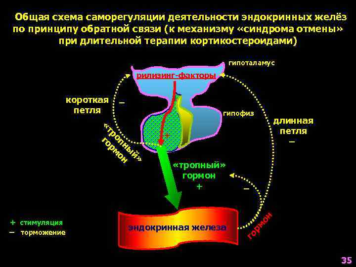 Как нервная система регулирует обмен органических веществ