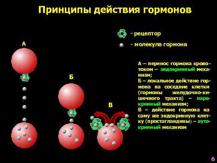  Принципы действия гормонов     - рецептор А  