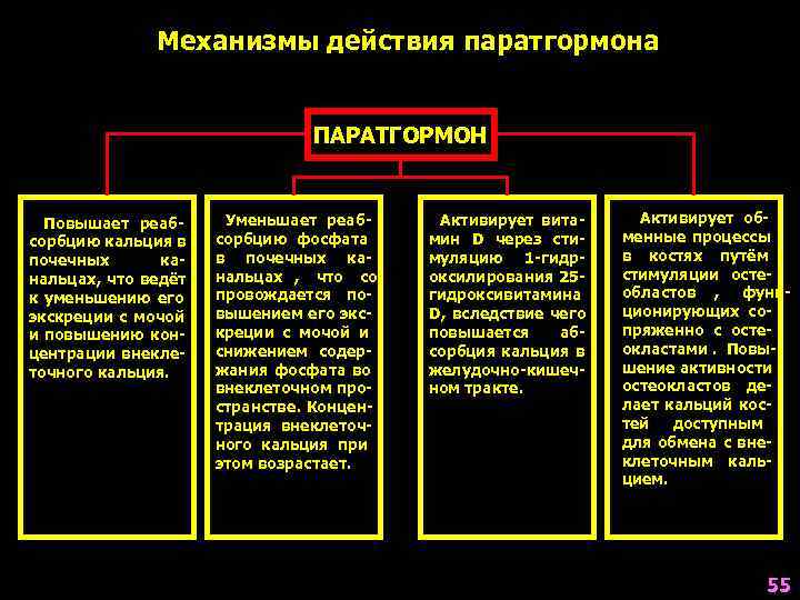    Механизмы действия паратгормона      ПАРАТГОРМОН Повышает реаб-