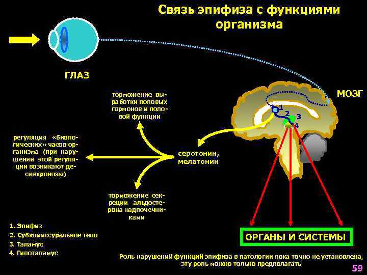      Связь эпифиза с функциями     организма