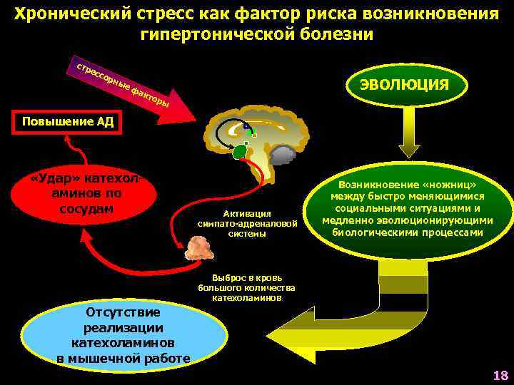 Хронический стресс как фактор риска возникновения   гипертонической болезни  стр  есс