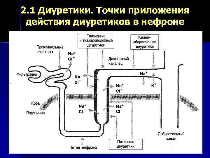 2. 1 Диуретики. Точки приложения  действия диуретиков в нефроне 