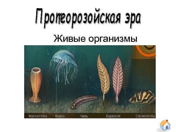 Живые организмы 