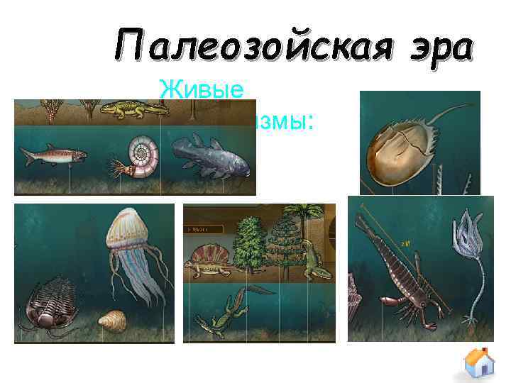 Живые организмы: 