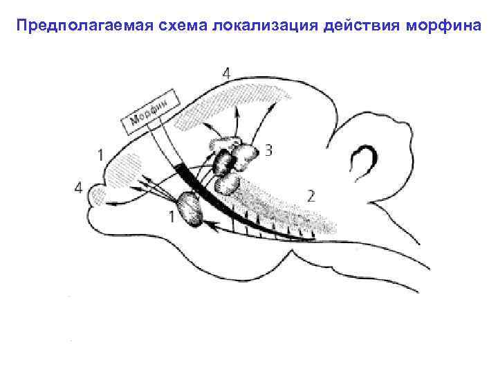 Предполагаемая схема локализация действия морфина 