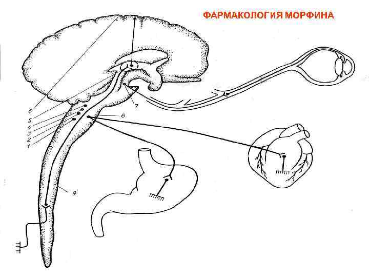 ФАРМАКОЛОГИЯ МОРФИНА 