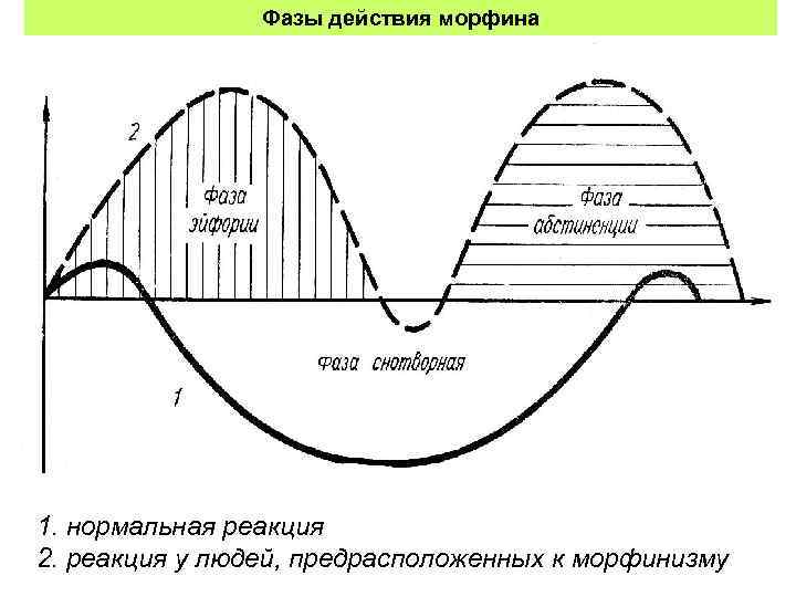     Фазы действия морфина 1. нормальная реакция 2. реакция у людей,