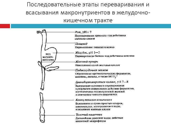 Последовательные этапы переваривания и всасывания макронутриентов в желудочно-   кишечном тракте 