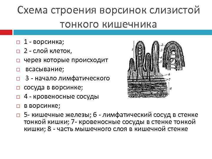 Количество кишечных ворсинок в стенке тонкого кишечника тест