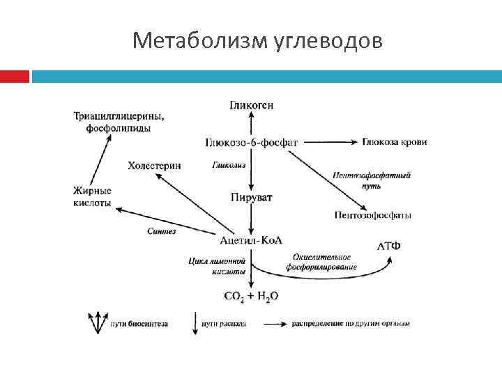 Метаболизм углеводов 