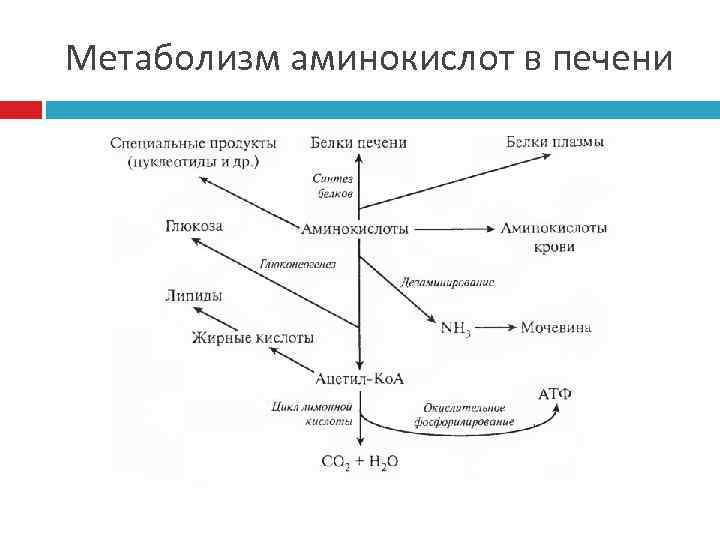 Метаболизм аминокислот в печени 