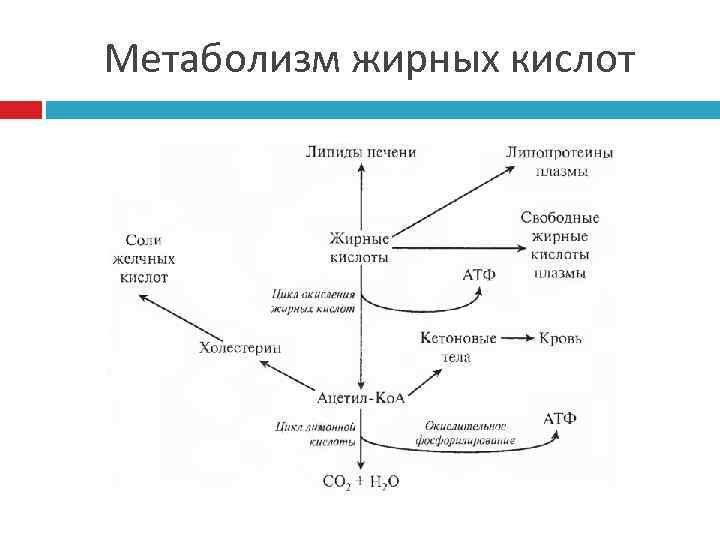 Метаболизм жирных кислот 