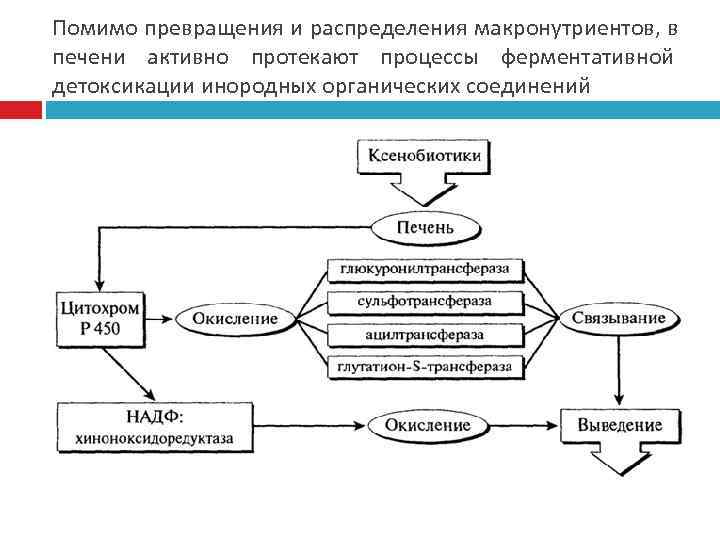 Помимо превращения и распределения макронутриентов, в печени активно протекают процессы ферментативной детоксикации инородных органических
