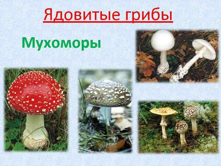  Ядовитые грибы Мухоморы 