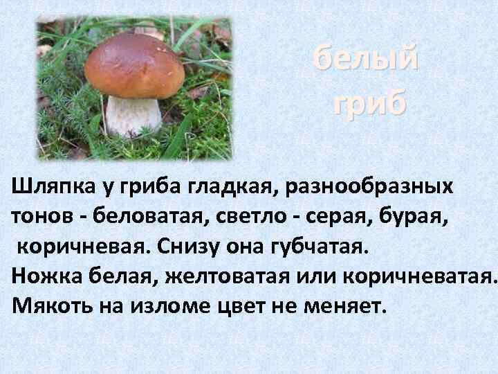      белый      гриб Шляпка у