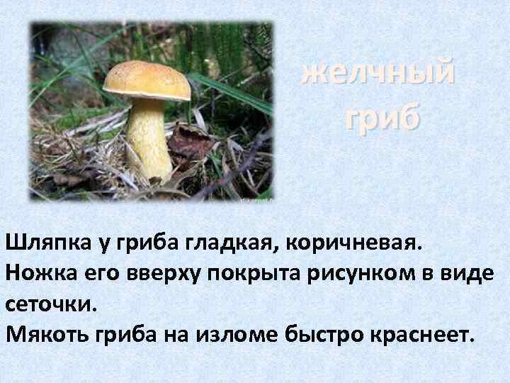     желчный      гриб  Шляпка у