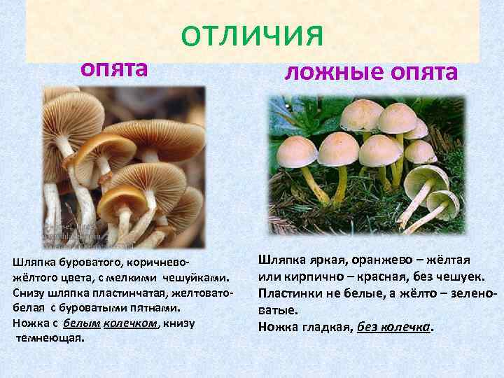       отличия  опята     