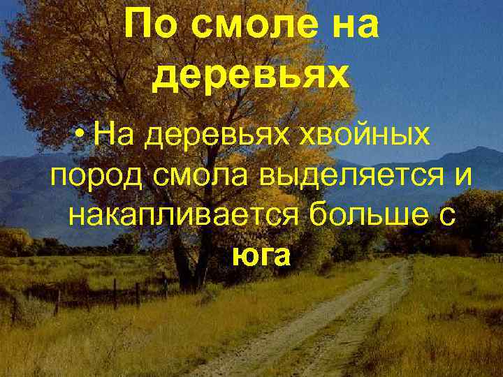   По смоле на деревьях  • На деревьях хвойных пород смола выделяется