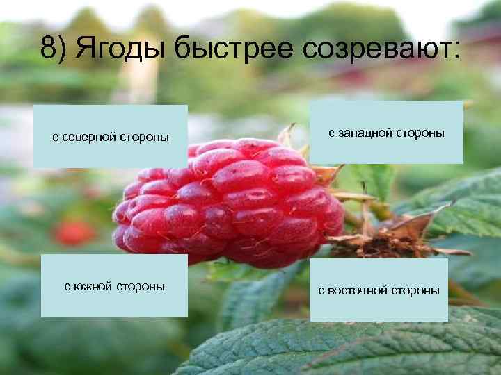 8) Ягоды быстрее созревают:  с северной стороны  с западной стороны с южной