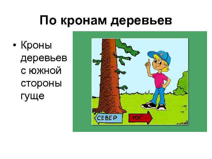  По кронам деревьев • Кроны  деревьев  с южной  стороны