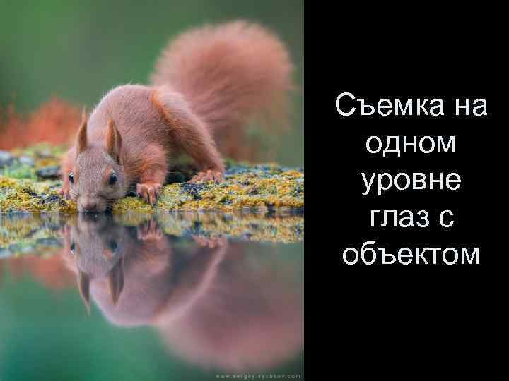 Съемка на одном уровне  глаз с объектом 