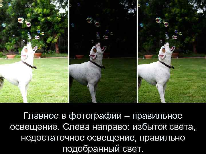   Главное в фотографии – правильное освещение. Слева направо: избыток света,  недостаточное