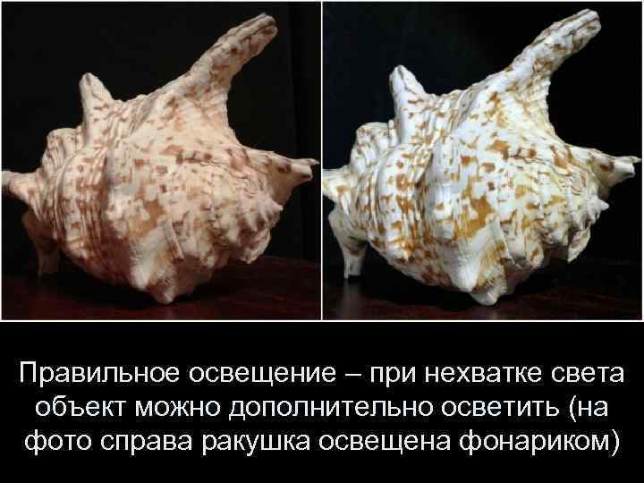 Правильное освещение – при нехватке света объект можно дополнительно осветить (на фото справа ракушка