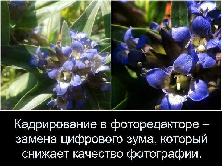 Кадрирование в фоторедакторе – замена цифрового зума, который снижает качество фотографии. 