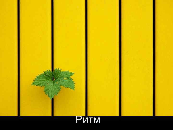 Ритм 