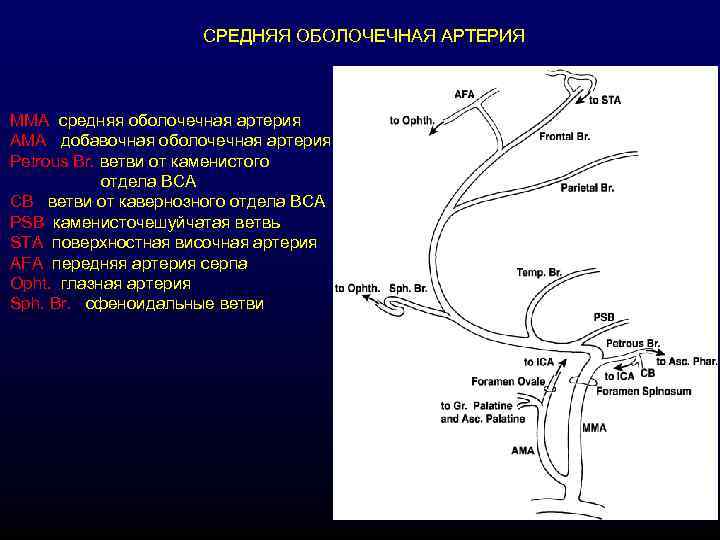      СРЕДНЯЯ ОБОЛОЧЕЧНАЯ АРТЕРИЯ  MMA средняя оболочечная артерия AMA