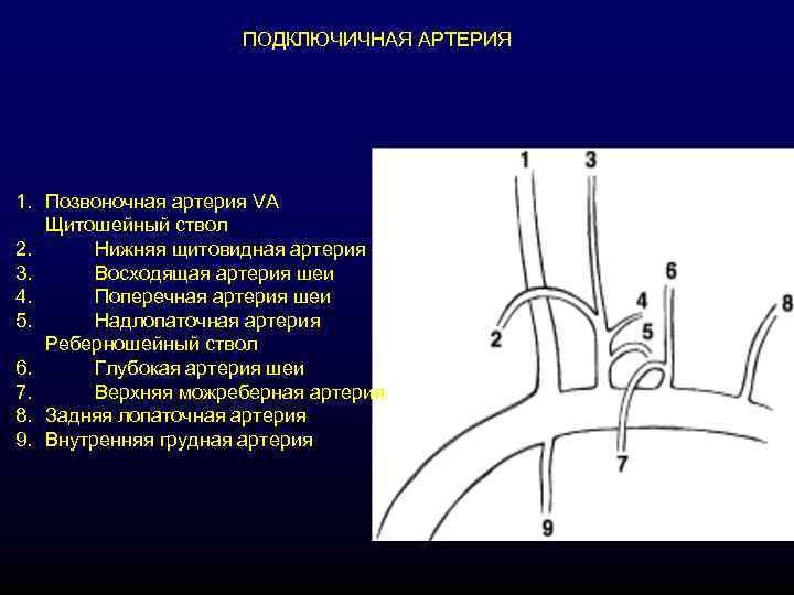      ПОДКЛЮЧИЧНАЯ АРТЕРИЯ 1. Позвоночная артерия VA  Щитошейный ствол