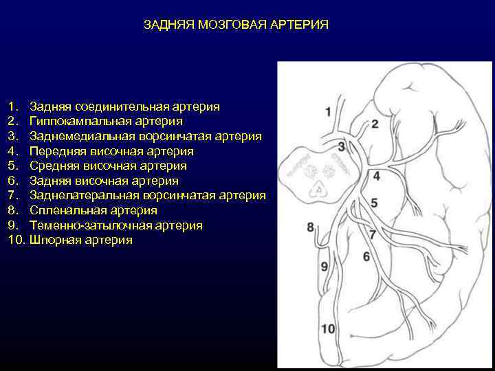     ЗАДНЯЯ МОЗГОВАЯ АРТЕРИЯ 1. Задняя соединительная артерия 2. Гиппокампальная артерия