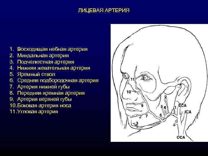     ЛИЦЕВАЯ АРТЕРИЯ 1. Восходящая небная артерия 2. Миндальная артерия 3.