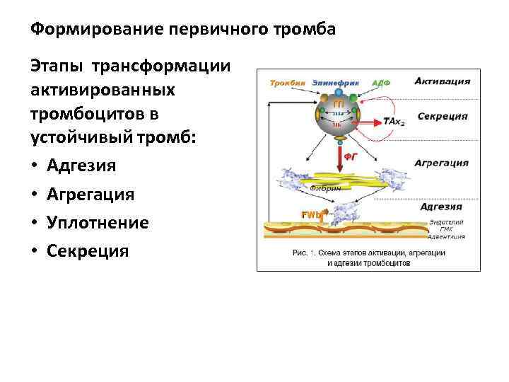 Формирование первичного тромба Этапы трансформации активированных тромбоцитов в устойчивый тромб:  • Адгезия •
