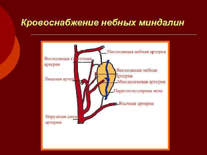 Кровоснабжение небных миндалин 
