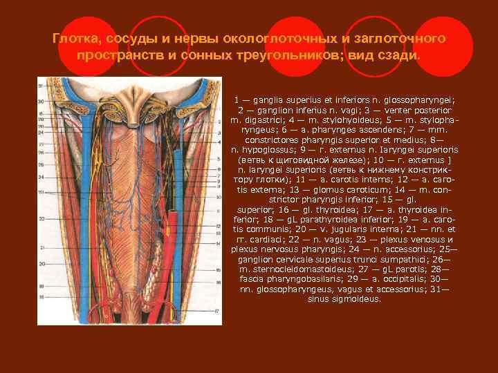 Глотка, сосуды и нервы окологлоточных и заглоточного  пространств и сонных треугольников; вид сзади.