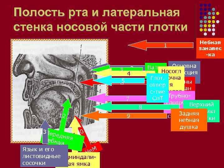 Полость рта и латеральная стенка носовой части глотки      Небная