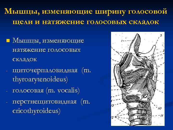 Мышцы, изменяющие ширину голосовой щели и натяжение голосовых складок n  Мышцы, изменяющие натяжение