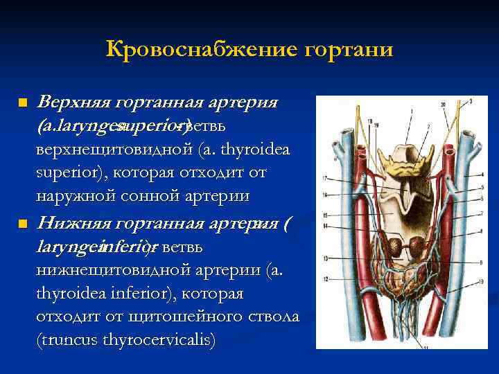 Гортань анатомия фото