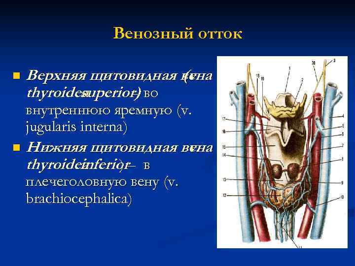     Венозный отток n  Верхняя щитовидная вена   