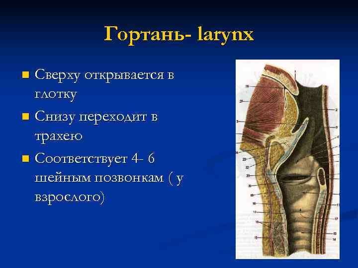 Анатомия гортани презентация