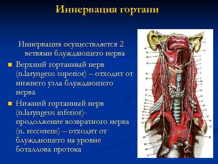 Анатомия гортани и глотки человека в картинках