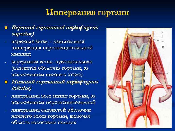    Иннервация гортани n  Верхний гортанный нерв (   