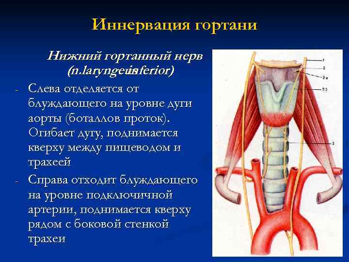 Анатомия горла и гортани человека картинки