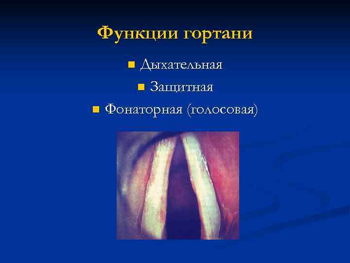 Функции гортани n. Дыхательная  n Защитная n Фонаторная (голосовая) 