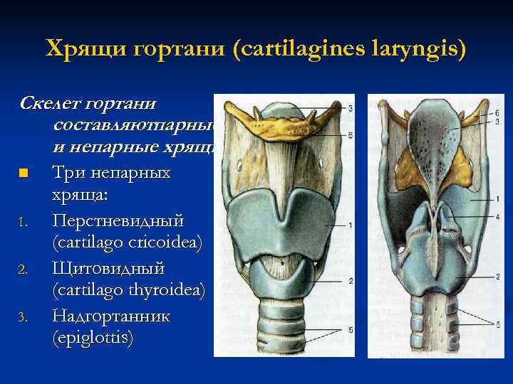 Гортань и глотка строение фото до легких и желудка