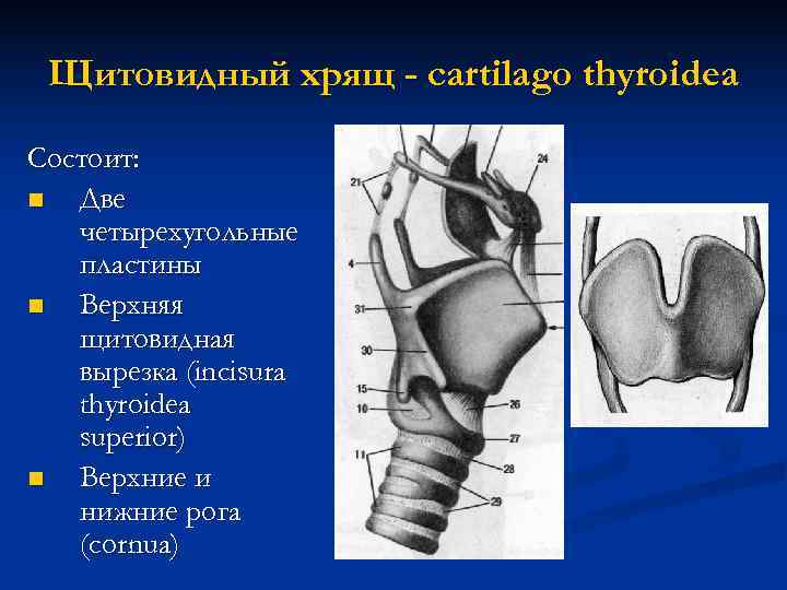 Хрящ гортани фото