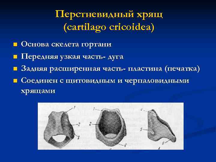   Перстневидный хрящ   (cartilago cricoidea) n  Основа скелета гортани n